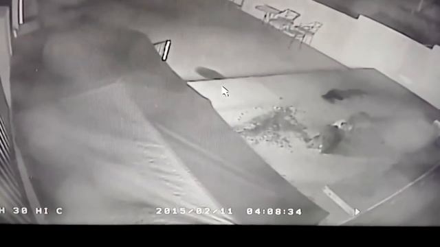 Leopard vs pitbull. Jaguar, tiger, wolf, crocodile kill dogs. Puma vs Doberman Wild animals kill do смотреть онлайн