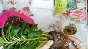 Бальзамин Новогвинейский - пересадка./Бальзамин Посадка.//Крошка бальзамин вырос!)