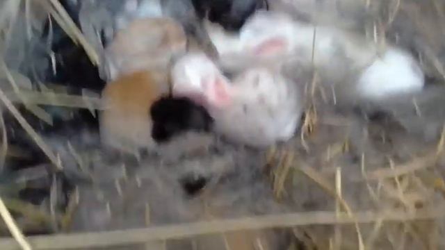 Причины почему можно и нельзя трогать новорождённых крольчат. смотреть онлайн