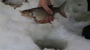 отличная рыбалка на крайнем севере Зимняя рыбалка