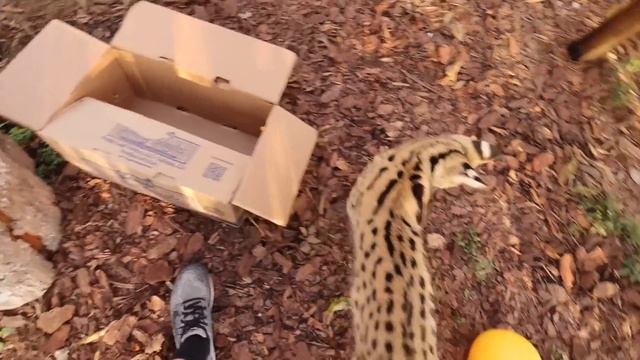 NEW BABY ANIMAL AT MY ZOO ! WHAT IS IT ?! смотреть онлайн