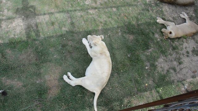 Летний львиный пляж)