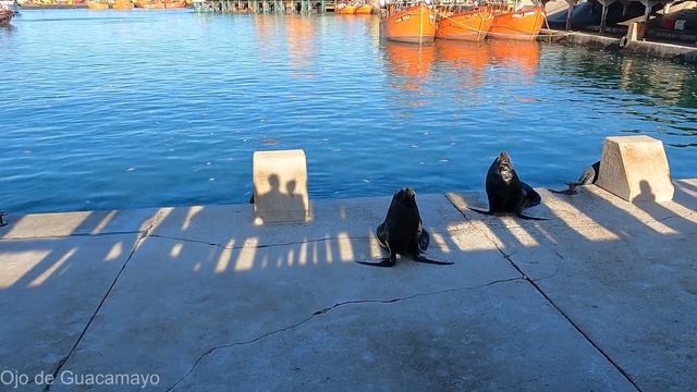 Qué HACER y Donde COMER en el PUERTO DE MAR DEL PLATA смотреть онлайн