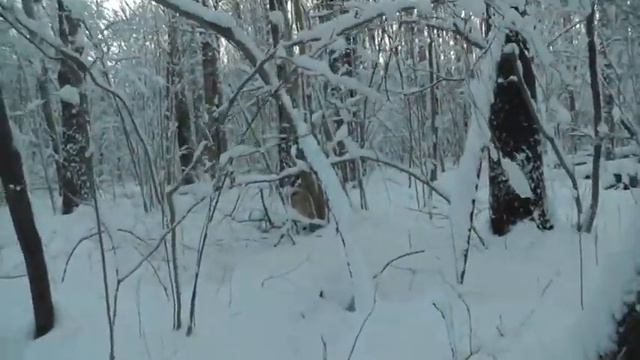 Охота на куницу - 1 февраля. смотреть онлайн