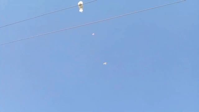 сегодняшний гон Бухарских Голубей игра лёт,Узбекистан Бухара(Каган)от Шавката tauben pigeons!!! смотреть онлайн