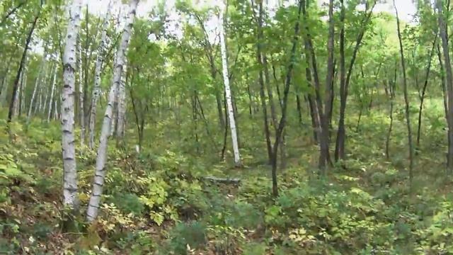 Ночевка у реки, рассвет, поход в сопки, грибочки и кое-что еще... смотреть онлайн