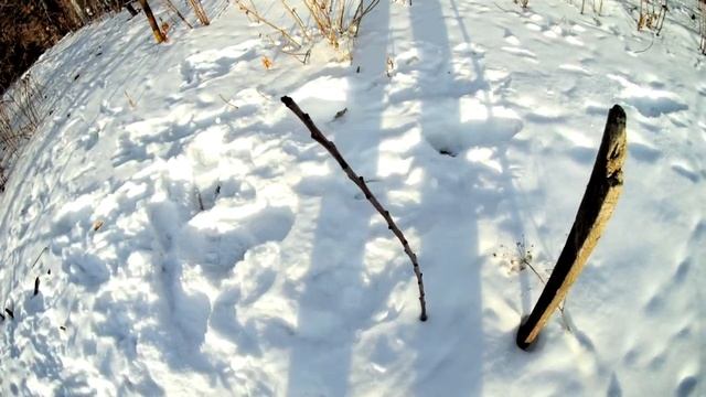 Черешня зимой. Выращивание черешни на Южном Урале. Черешня сорт Желточек, первая зима смотреть онлайн