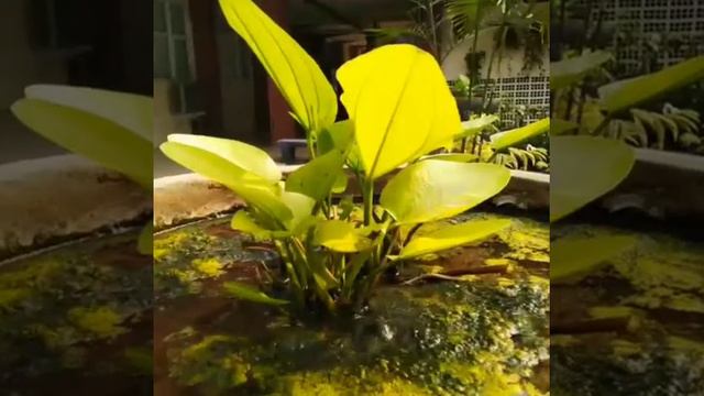 Melati air смотреть онлайн