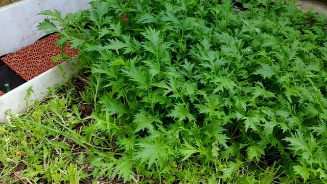 Мизуна, японская капуста смотреть онлайн