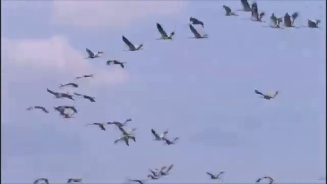 Песню "Бабочка" исполняет автор стихов и музыки Раиса Ромазанова, аранжировка Ильи Халтурина смотреть онлайн