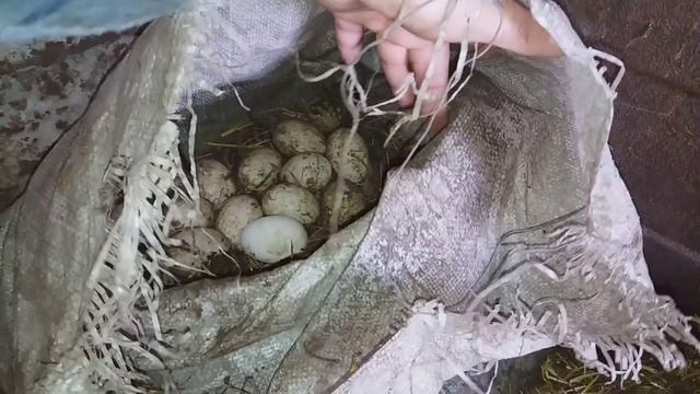 ЧТО В МЕШКЕ ? НАШЕЛ КЛАД НА УЧАСТКЕ ? смотреть онлайн