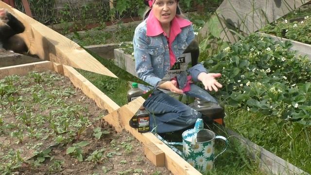 После этой подкормки клубника завалит урожаем! смотреть онлайн