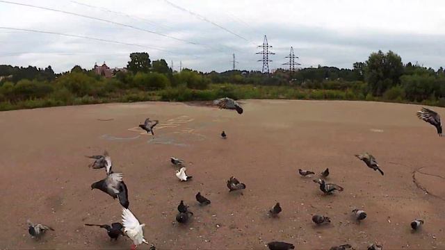 Томск. Степановка. Голуби. смотреть онлайн