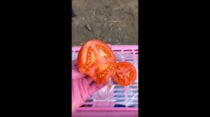 ТОМАТ МАМОНТЕНОК   ОПИСАНИЕ  И  ОТЗЫВ. ДЕГУСТАЦИЯ СВЕЖИХ И КОНСЕРВИРОВАННЫХ ПЛОДОВ