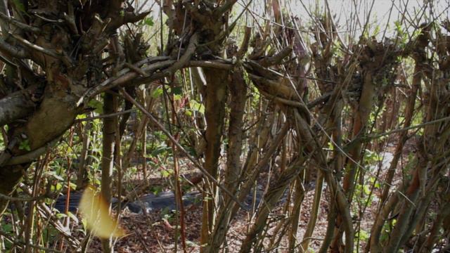 Growing into Life at Primrose 4: The Maze of Food Security смотреть онлайн
