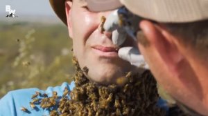 ПЧЕЛЫ ЖАЛЯТ В ЛИЦО (3000 пчел атакуют)  Койот Питерсон на русском