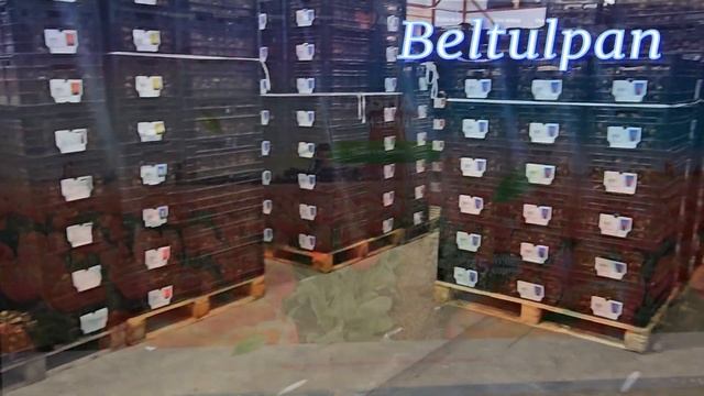 Луковицы тюльпанов, сезон 2023. смотреть онлайн