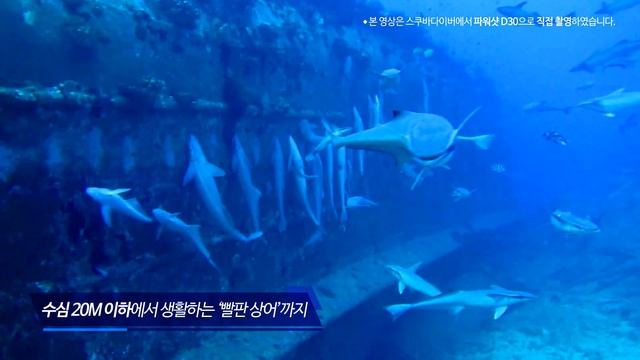 캐논 방수 카메라 파워샷 D30 수중영상