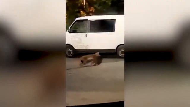 Рысь напала на кошку в Кирове смотреть онлайн