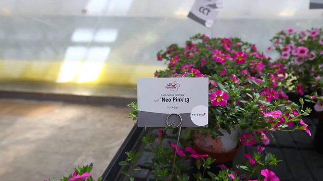 Calibrachoa Mini Famous® Neo and Rave® assortment 2020/2021 смотреть онлайн