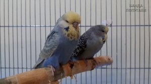 ? Учим попугая говорить. Урок № 50: "Привет, Солнышко!"