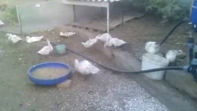 Утки Муларды. Кормление и уход. 70 дней. смотреть онлайн