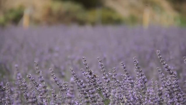 Deep Sleep Music & Lavender Fields Video | 2 hours смотреть онлайн