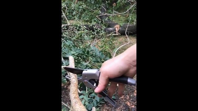 Видеообзор хорошего секатора смотреть онлайн