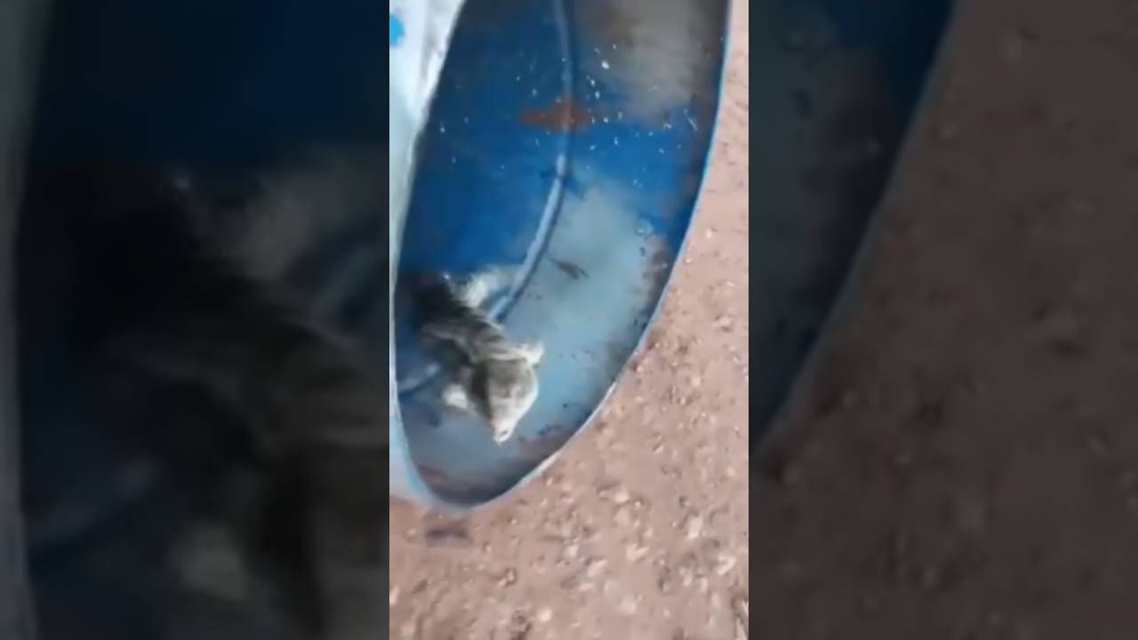 Тренер Усейна Болта по бегу смотреть онлайн