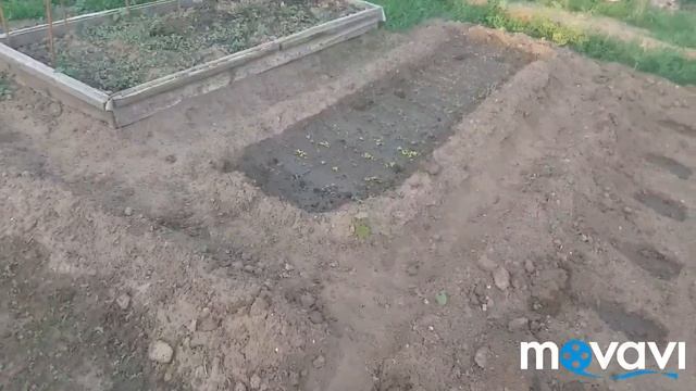 Посадка помидоров. Дела огородные.