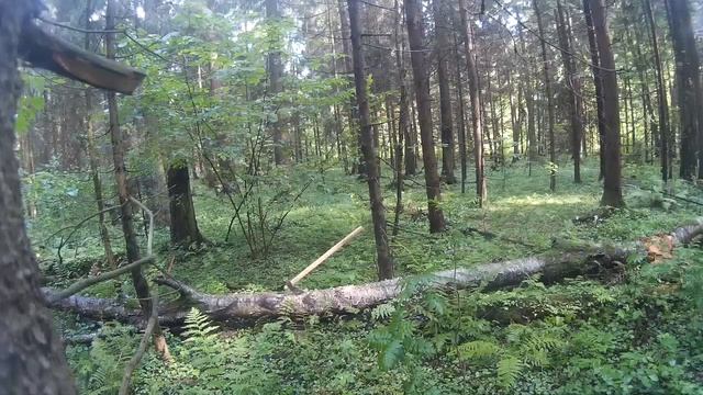 Как научиться правильно рубить топором смотреть онлайн