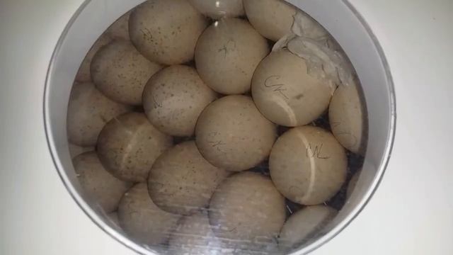 Овоскопирую яйца цесарок бройлерных и индюков. смотреть онлайн