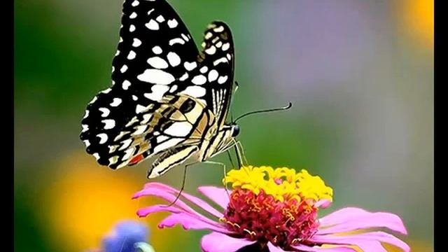 Настрой на радость жизни, Сытин