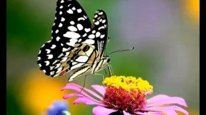 Настрой на радость жизни, Сытин