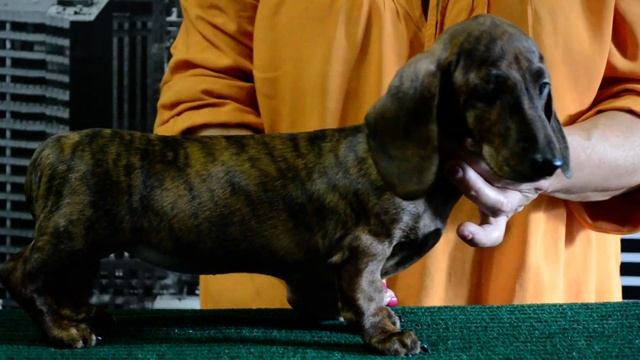 Тигровая девочка . Питомник мини такс "С Усадьбы ТанКо" смотреть онлайн