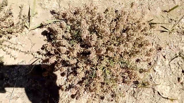 Невысокое степное растение Low steppe plant 低草原植物 Niedrige Steppenpflanze Planta de estepa baja 低草原 смотреть онлайн