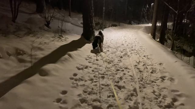 О характере Американской Акиты на собственном опыте. Мысли в слух. смотреть онлайн