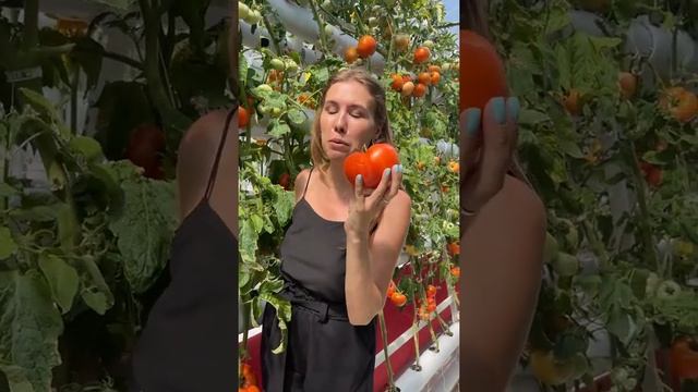 Секретный мясистый томат уже в продаже смотреть онлайн