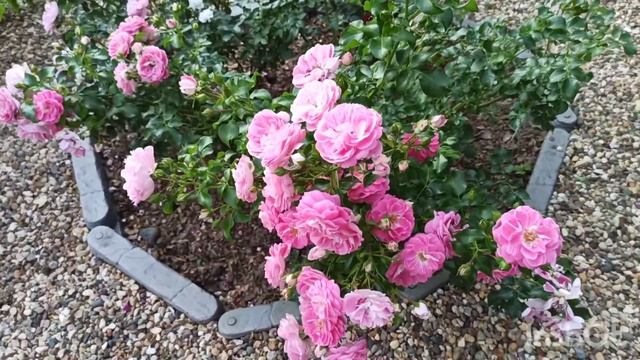 Розы почвопокровные: Попкорн, Lovely Pink,Burlington.