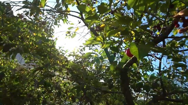 Ручной сбор вишни перед дворами