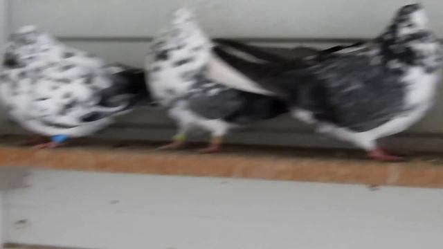 Безкружные голуби сизые и жёлтые. смотреть онлайн