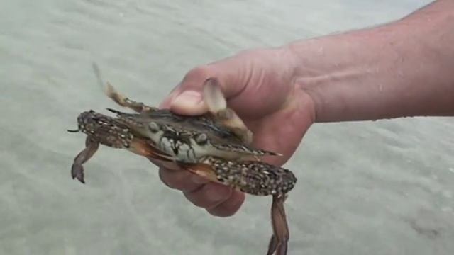 Пляж гостиницы Корал-Бич-Резорт-Шарджа, краб в руке.MPG смотреть онлайн