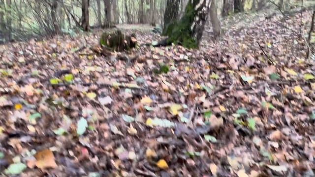 Przynajmniej raz w roku muszę zaliczyć takie podgrzybkobranie w Szczepanowie:) смотреть онлайн