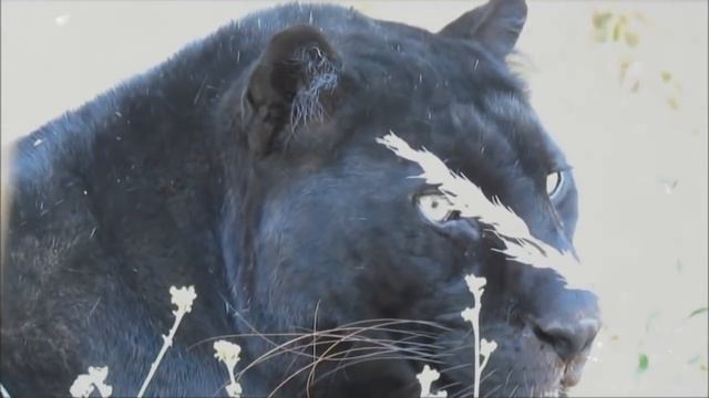 ЧЕРНАЯ ПАНТЕРА - ИНТЕРЕСНЫЕ ФАКТЫ О ЖИВОТНЫХ смотреть онлайн