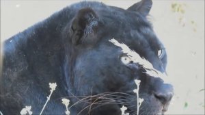 ЧЕРНАЯ ПАНТЕРА - ИНТЕРЕСНЫЕ ФАКТЫ О ЖИВОТНЫХ