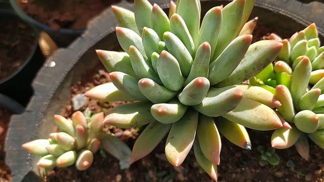 Suculenta Pachyveria Glauca