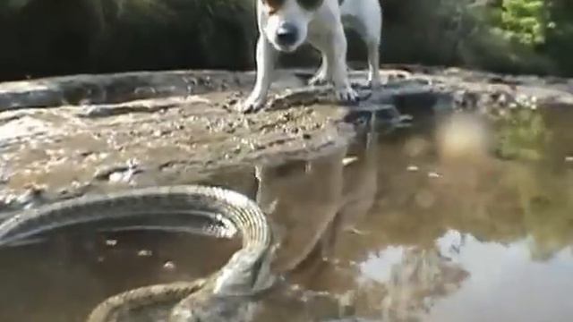Jack Russell Terrier vs. Snake