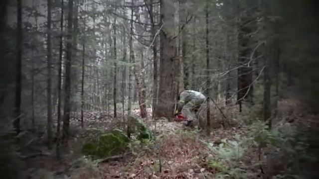 Papa coupe un pin avec une Husqvarna 555 смотреть онлайн