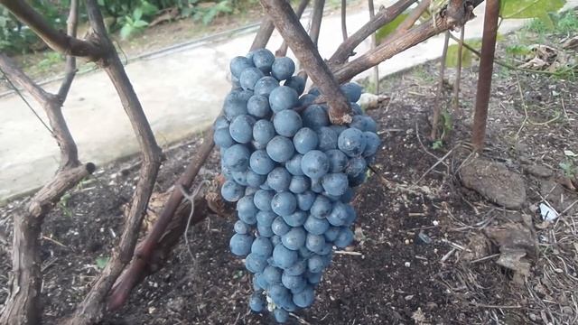 Питомник Садоград. Виноград «Амурский триумф» саженцы смотреть онлайн