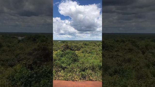 Wilpattu national park Sri Lanka view #wilpattu #wildlife #viewpoint смотреть онлайн